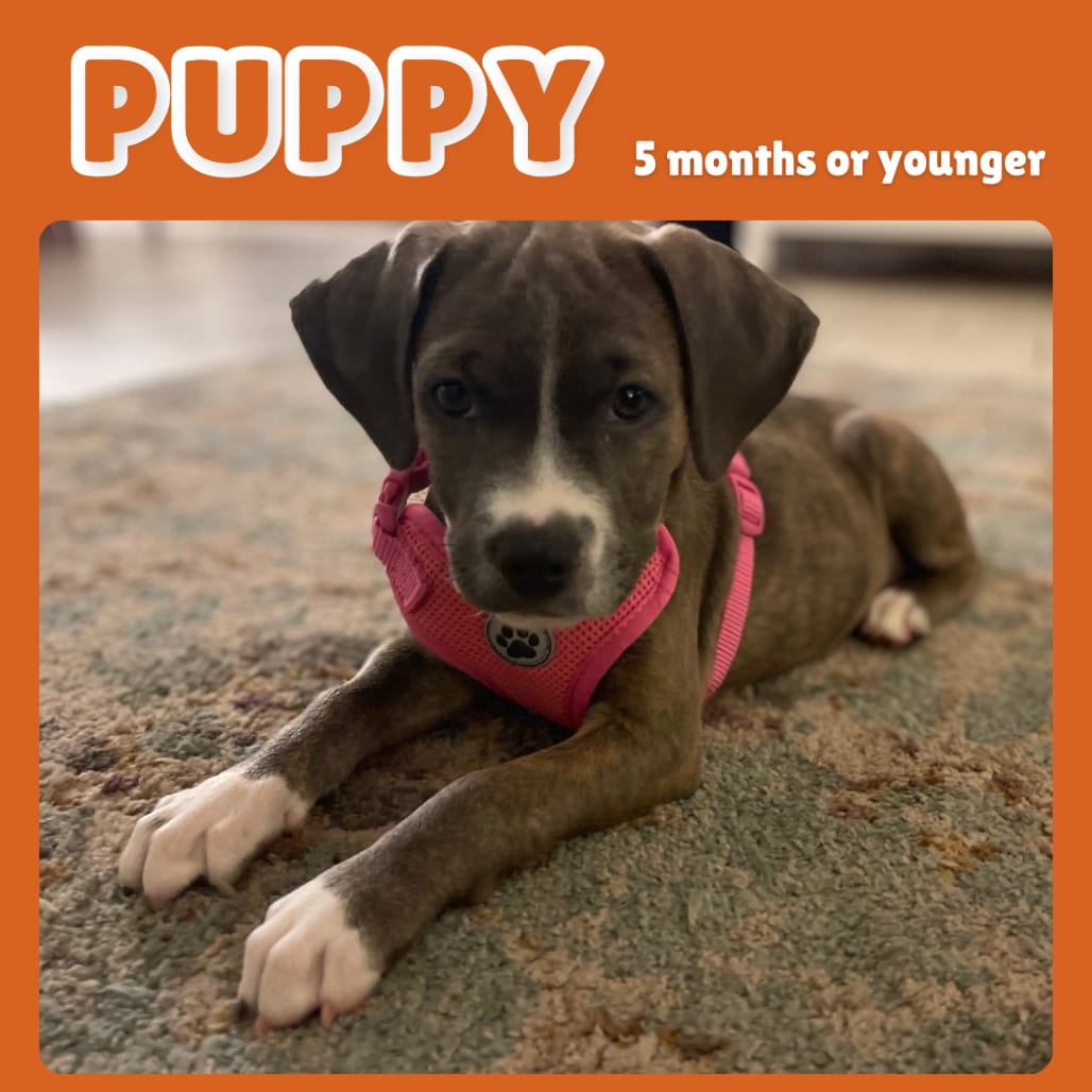 Photo of Sammi, adoptable Mixed Breed (Medium) in Gainesville, Florida