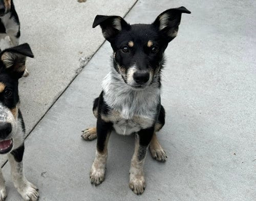 Photo of Sydney, adoptable Australian Cattle Dog/Blue Heeler in Santa Cruz, California