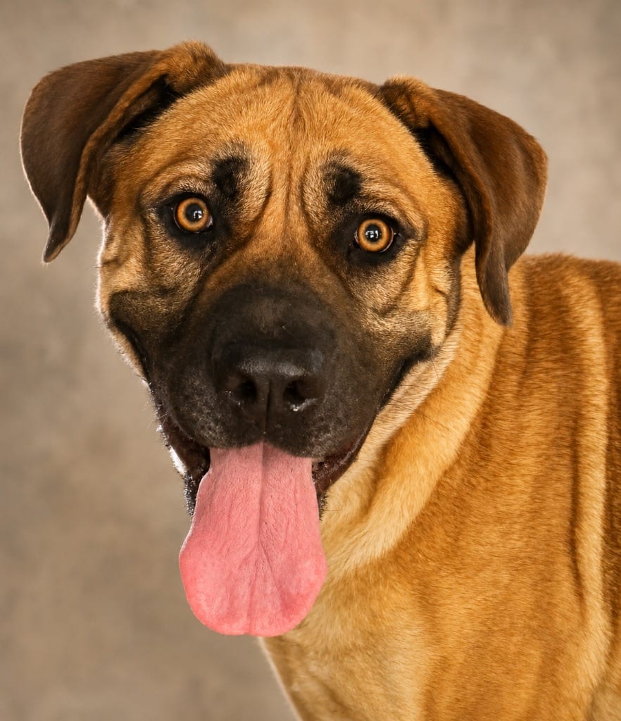 Photo of Lupa, adoptable Mastiff in Crossville, Tennessee