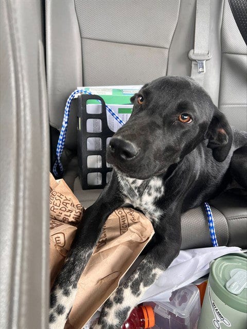Photo of A171138, adoptable Border Collie in Bakersfield, California