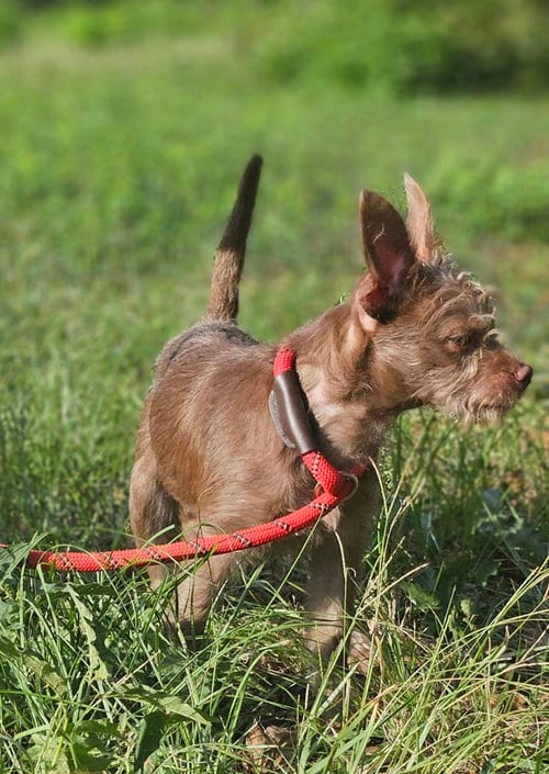 Photo of Brownie, adoptable Yorkshire Terrier Yorkie in Wakefield, Rhode Island