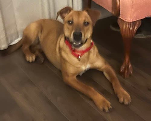 Photo of Bailey 2, adoptable Rhodesian Ridgeback in Lake Wylie, South Carolina