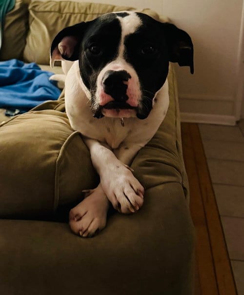 Photo of Dottie, adoptable Labrador Retriever in Princeton, Minnesota