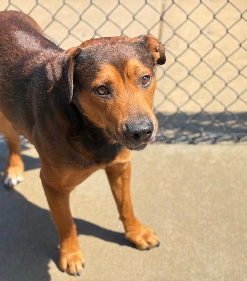 Photo of Brownie, adoptable Black Mouth Cur in Tulsa, Oklahoma