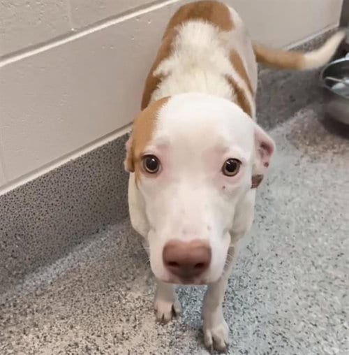 Photo of Carolina, adoptable Labrador Retriever in Houston, Texas