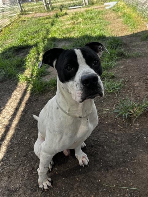 Photo of Ace, adoptable Staffordshire Bull Terrier in Houston, Texas