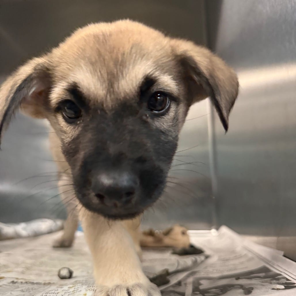 Photo of Toro Loca, adoptable Shepherd / Mix in San Antonio, Texas