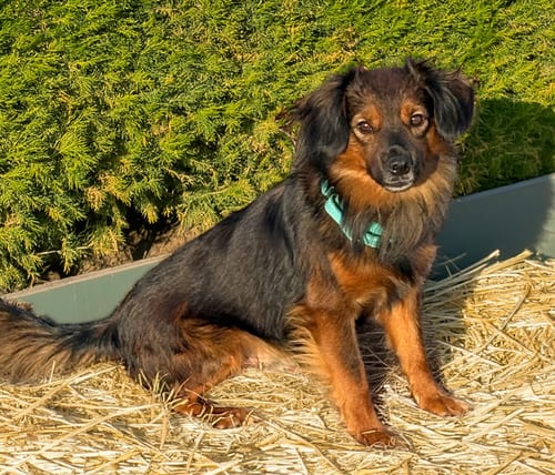 Photo of Zach in TX, adoptable Spaniel in Cranston, Rhode Island