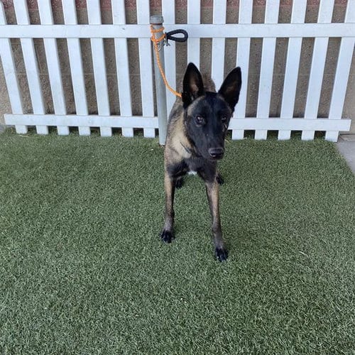 Photo of A615423, adoptable Belgian Shepherd Malinois in Modesto, California
