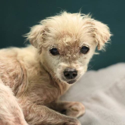 Photo of Bell, adoptable Terrier in San Antonio, Texas