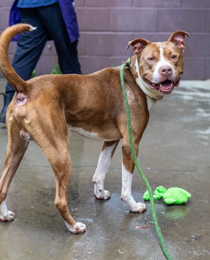Photo of Silver, adoptable dog in Chamblee, Georgia