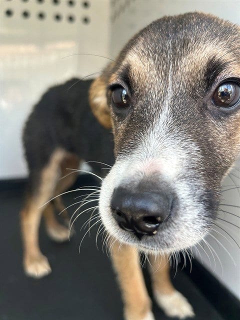 Photo of A170927, adoptable German Shepherd Dog in Bakersfield, California