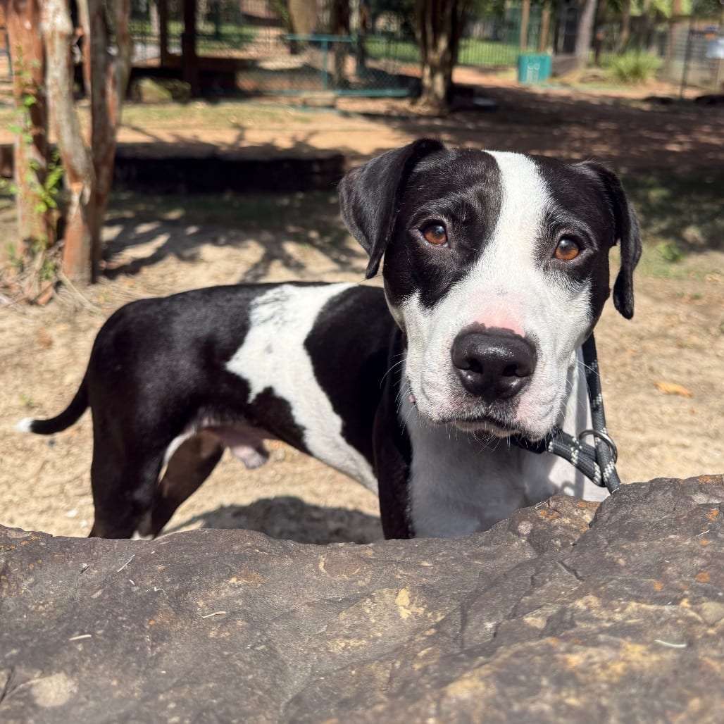 Photo of Dexter, adoptable Terrier, American Pit Bull in Houston, Texas