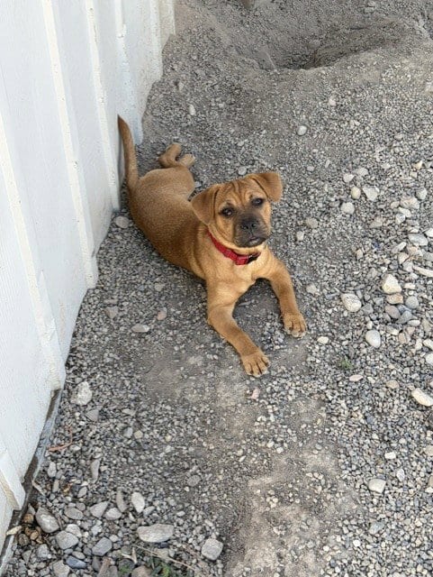 Photo of TeeNee, adoptable Pit Bull Terrier in Sandy, Utah