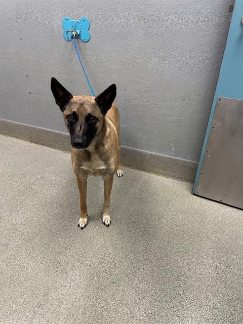 Photo of Encantada, adoptable Belgian Shepherd Malinois in Las Vegas, Nevada