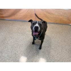Photo of Tank, adoptable American Pit Bull Terrier in Doral, Florida