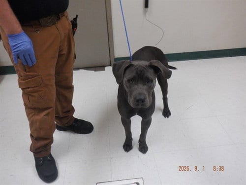 Photo of A613722, adoptable Pit Bull Terrier in Oroville, California