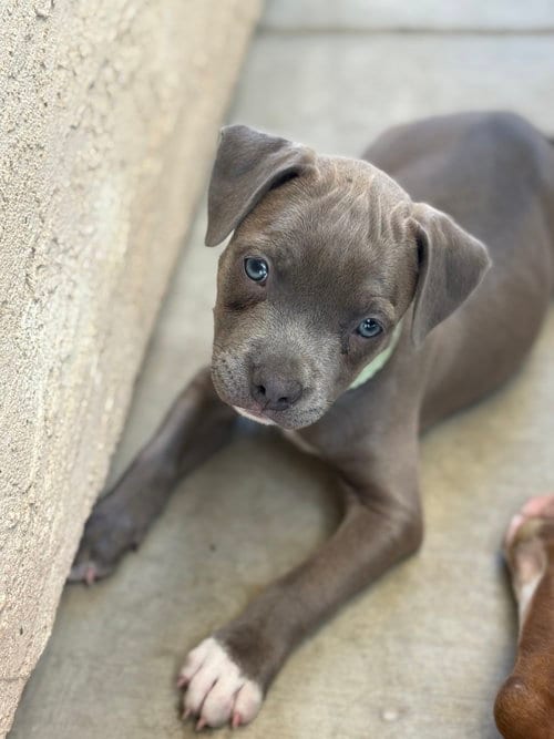 Photo of Dolly’s Dreamers - Willa, adoptable American Staffordshire Terrier in San Diego, California