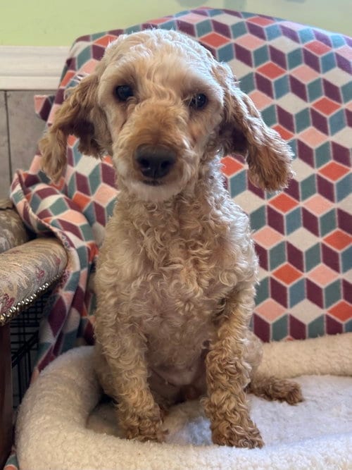 Photo of Maple Jul 26, adoptable Poodle (Miniature) in Pacolet, South Carolina