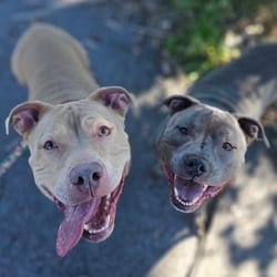 Photo of Bucky, adoptable Mixed Breed (Medium) in Syracuse, New York