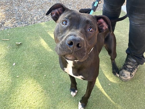 Photo of Spirit, adoptable American Pit Bull Terrier in Phoenix, Arizona