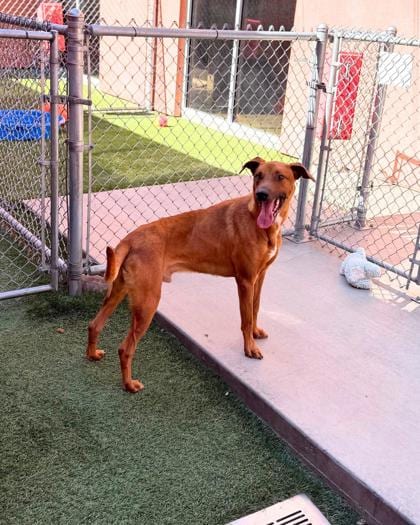 Photo of Bashful, adoptable Shepherd/Mix in Farmington, New Mexico