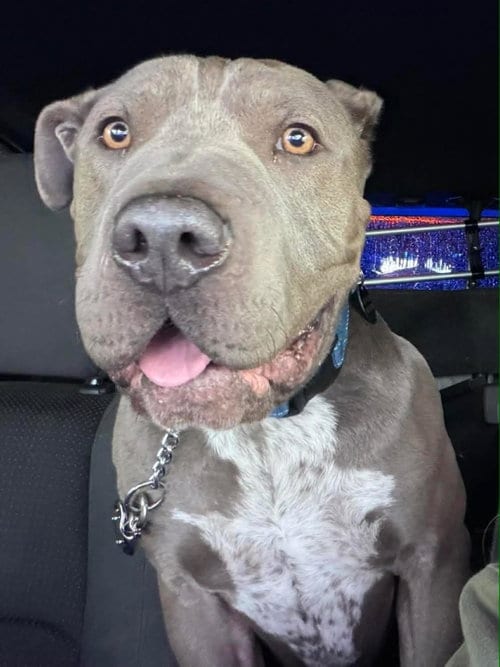 Photo of Boris, adoptable American Pit Bull Terrier in La Verne, California