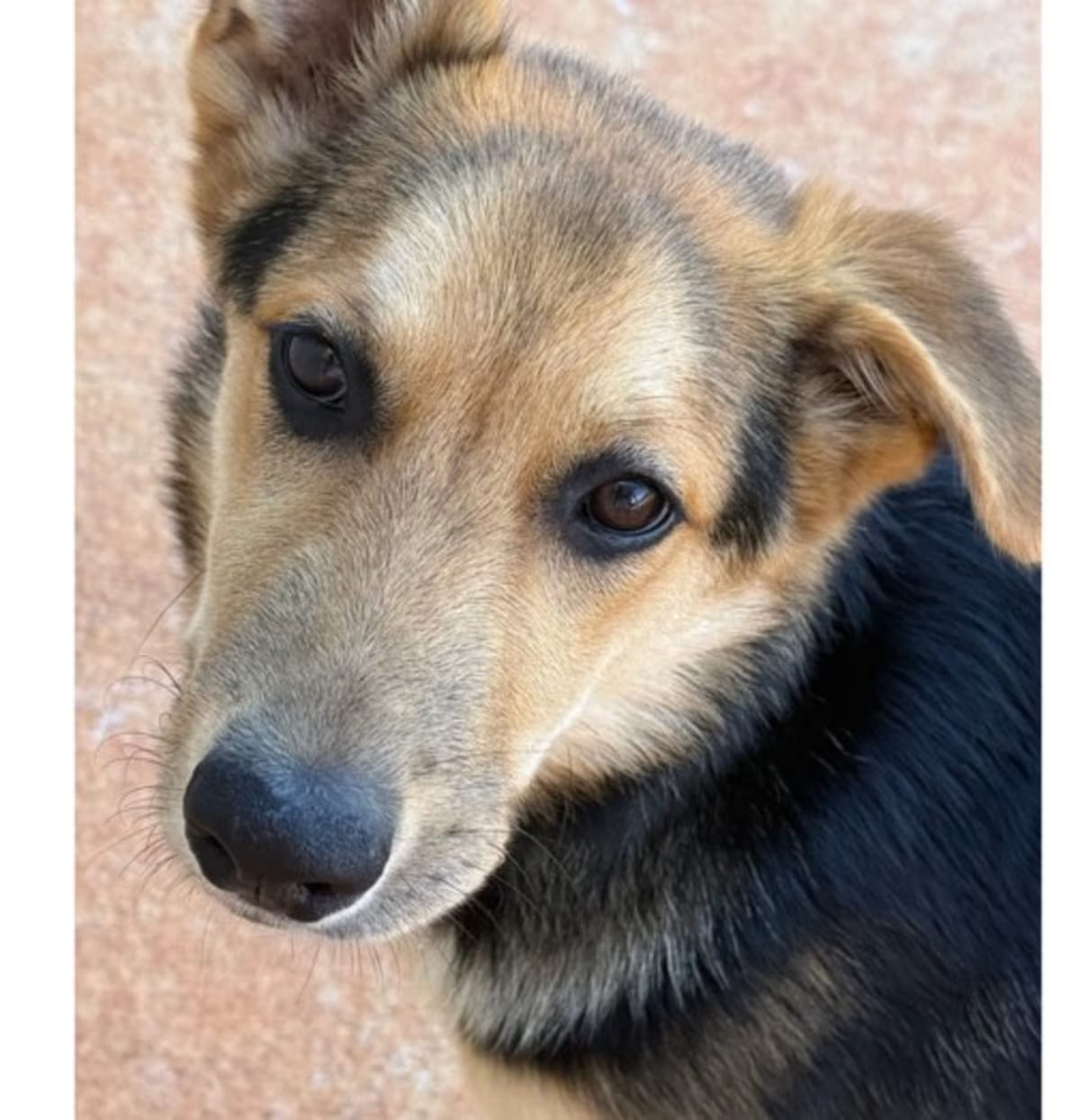 Photo of Jett, adoptable German Shepherd Dog in Hartwell, Georgia