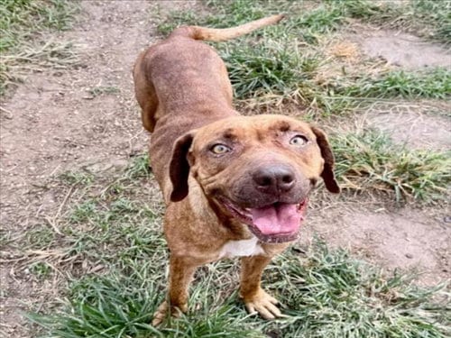 Photo of Tati, adoptable Staffordshire Bull Terrier in Houston, Texas