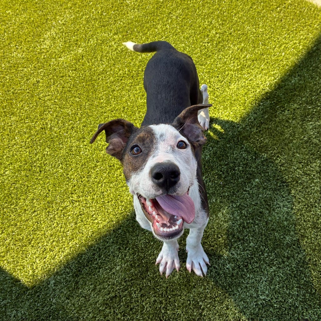 Photo of Caroline, adoptable Hound / Mix in Spartanburg, South Carolina