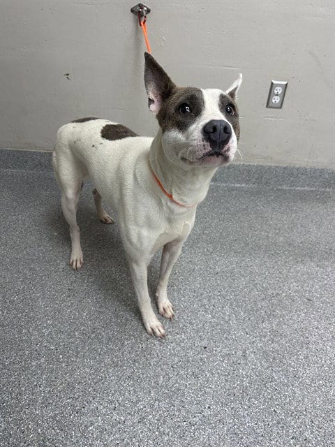 Photo of Rachel, adoptable American Pit Bull Terrier in Pasadena, Texas