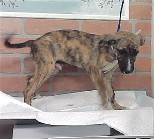 Photo of Badger, adoptable German Shepherd Dog in Houston, Texas
