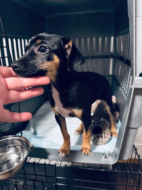 Photo of Aster, adoptable Chihuahua in Columbus, Indiana