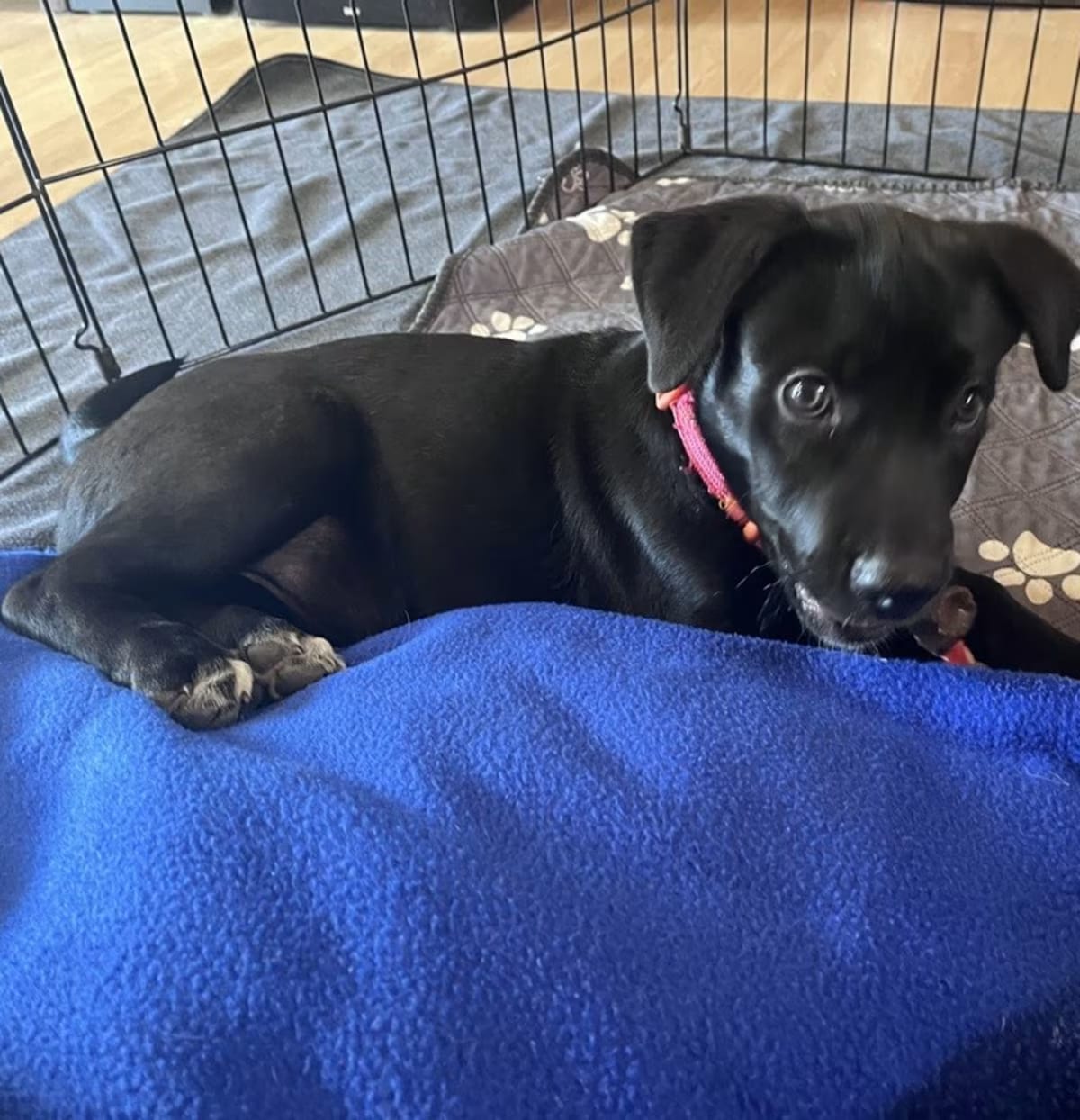 Photo of Lemon Zest, adoptable Labrador Retriever/Rottweiler in Denver, Colorado