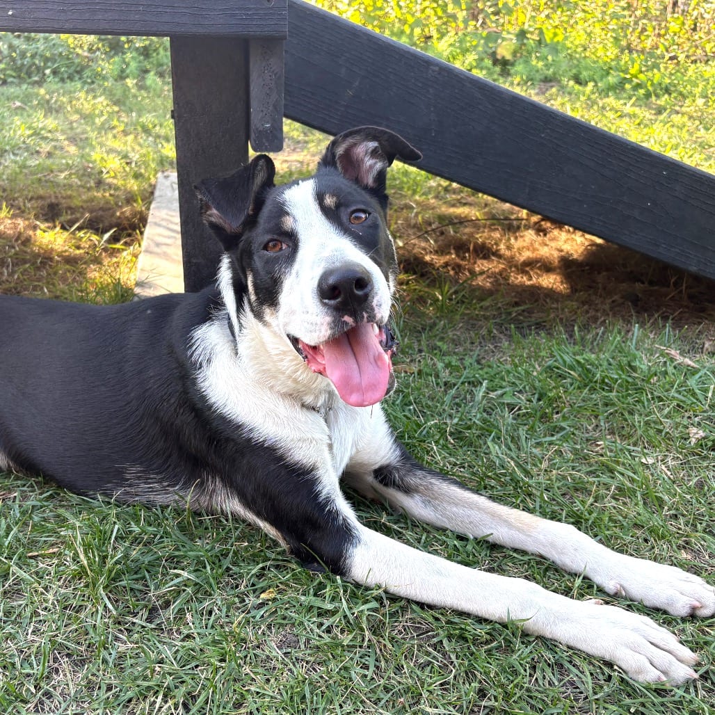 Photo of Pebbles, adoptable Mixed Breed (Medium) in Wheeling, Illinois