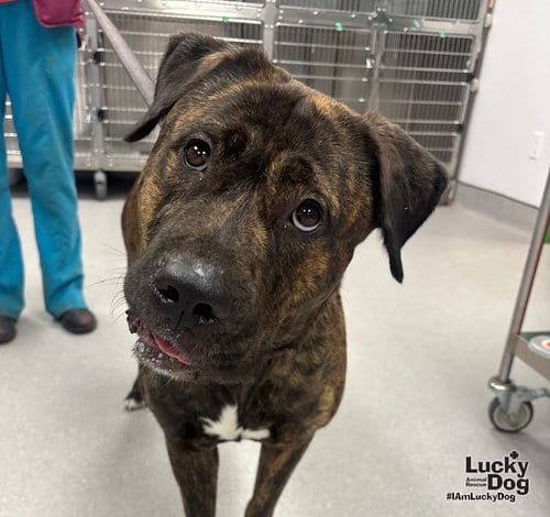 Photo of Beauty, adoptable Mastiff in Washington, District of Columbia
