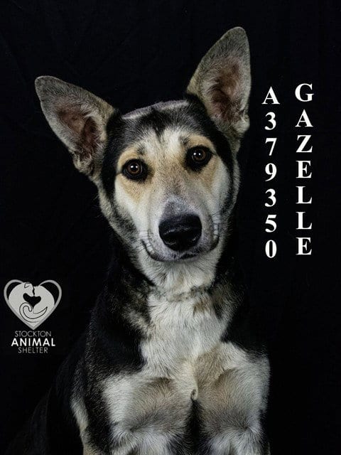 Photo of Gazelle, adoptable German Shepherd Dog in Stockton, California