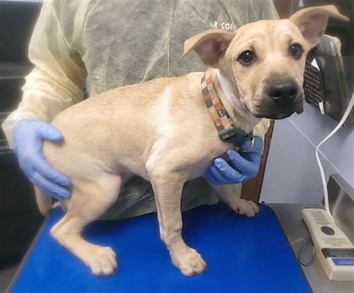 Photo of Noco, adoptable American Pit Bull Terrier in Phoenix, Arizona