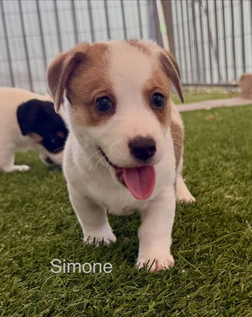 Photo of Simone, adoptable Jack Russell Terrier in Cave Creek, Arizona