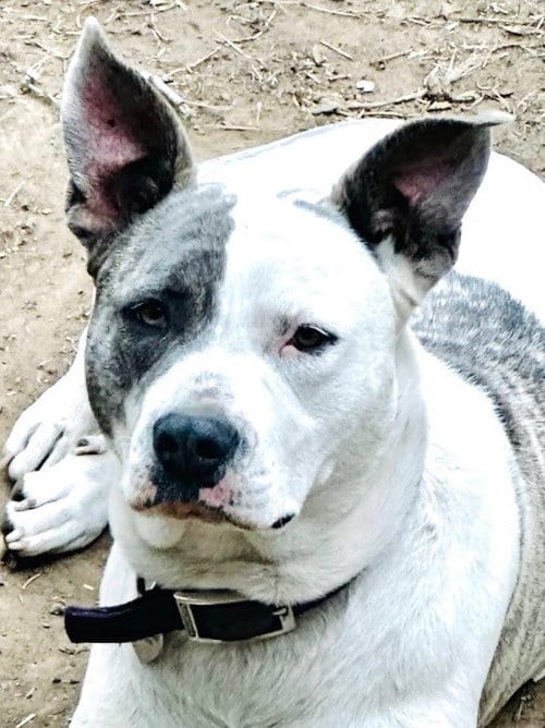 Photo of Nova - CL, adoptable Pit Bull Terrier in Claremore, Oklahoma