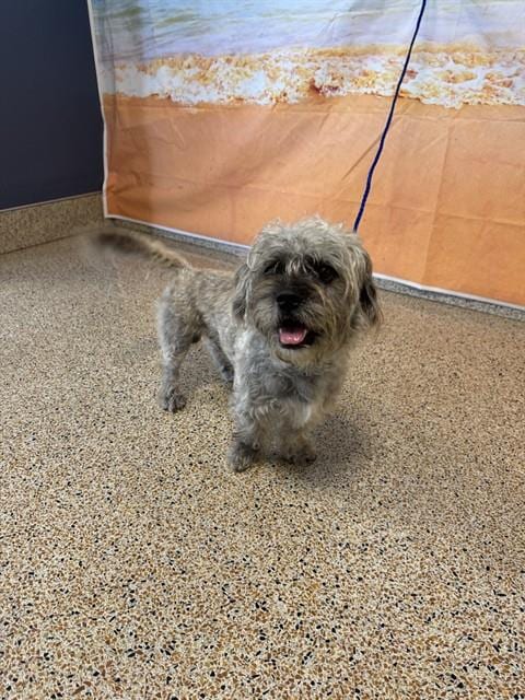 Photo of Trevor, adoptable Poodle - Standard mix in Miami, Florida