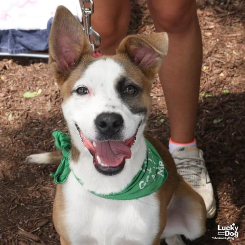 Photo of Bonnie, adoptable Australian Shepherd in Washington, District of Columbia
