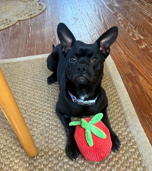 Photo of Ralphie, adoptable French Bulldog in Holbrook, New York