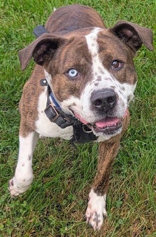 Photo of Boomerang, adoptable Pit Bull Terrier in Akron, Ohio