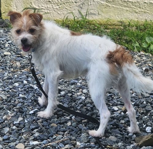 Photo of Toby, adoptable Shih Tzu in Walnutport, Pennsylvania