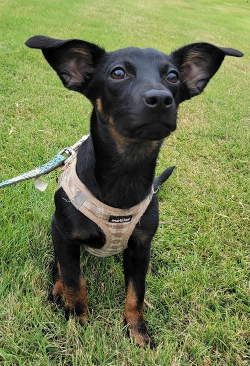 Photo of Lil B, adoptable Labrador Retriever in Locust Grove, Georgia