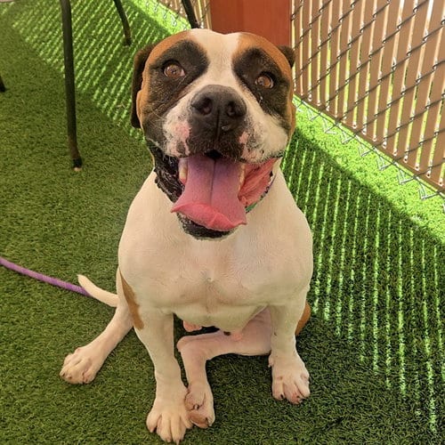 Photo of Francine, adoptable Boxer in Phoenix, Arizona