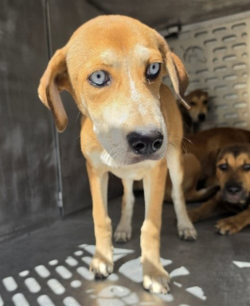 Photo of Paprika, adoptable Siberian Husky in Conroe, Texas