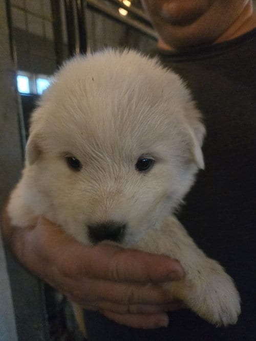 Photo of Yukon Spud, adoptable Great Pyrenees in Spring, Texas