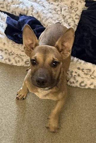 Photo of Greg, adoptable French Bulldog in San Martin, California